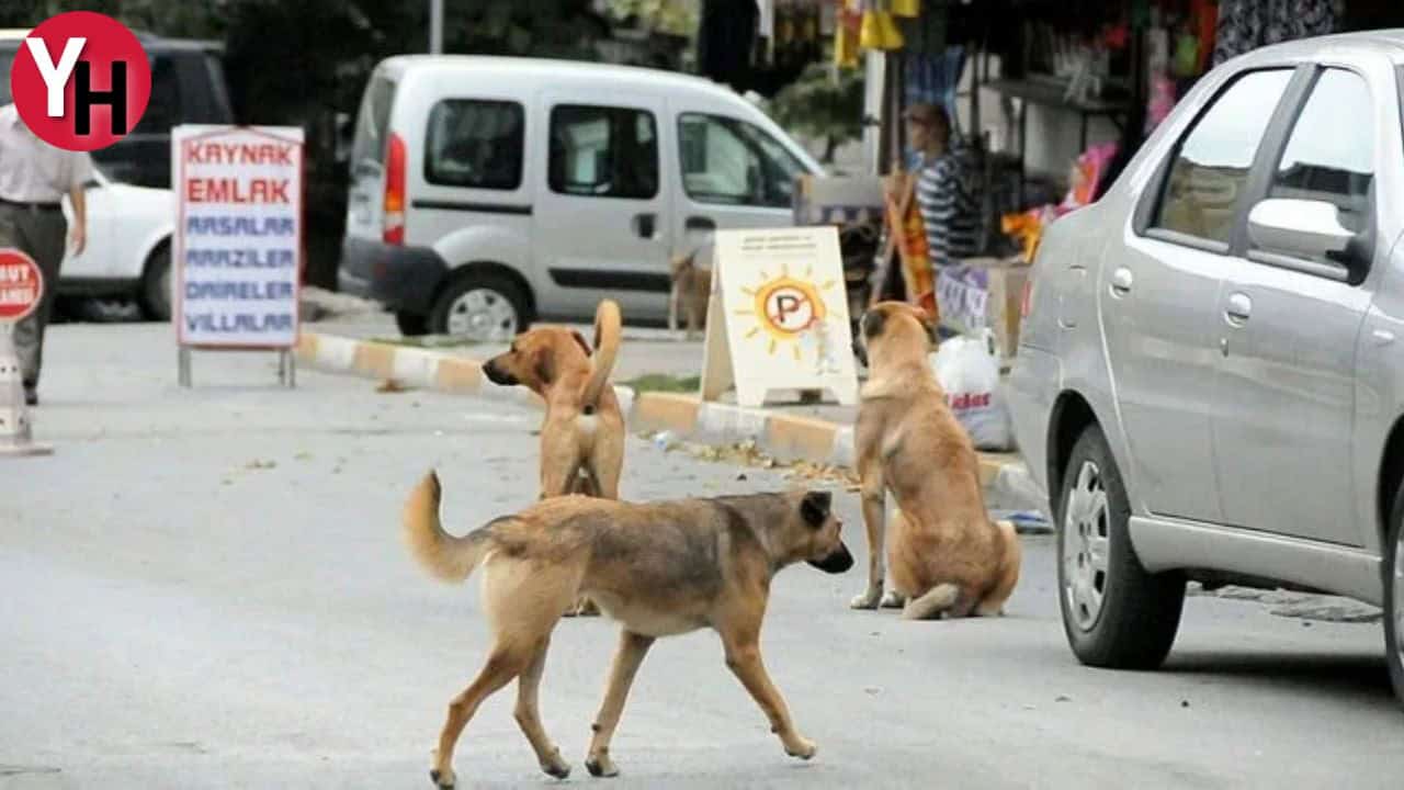 ak-partinin-yeni-taslagi-sokak-hayvanlari-icin-cozum-yolda.jpg