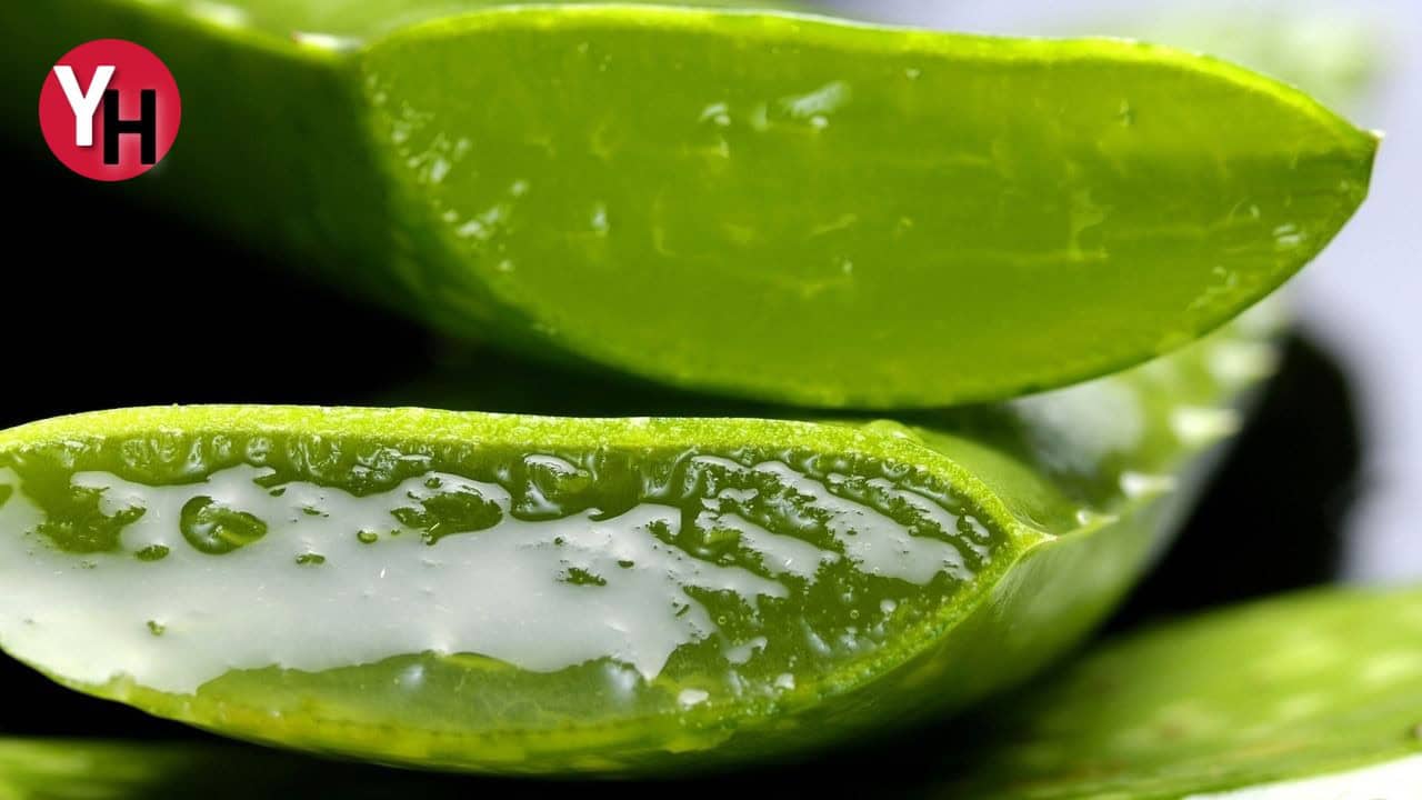 aloe-vera-saglik-ve-guzellik-iksiri-1.jpg