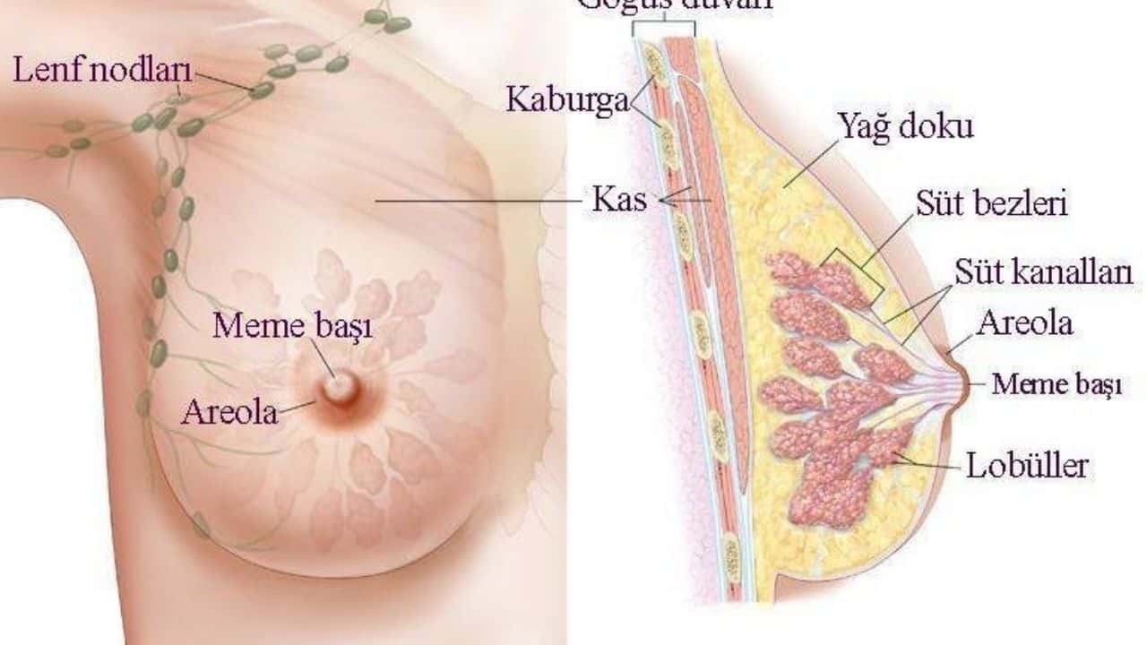 gogus-hastaligi-nedir-gogus-bolgesinde-yer-alan-organ-turleri-nelerdir-1.jpg