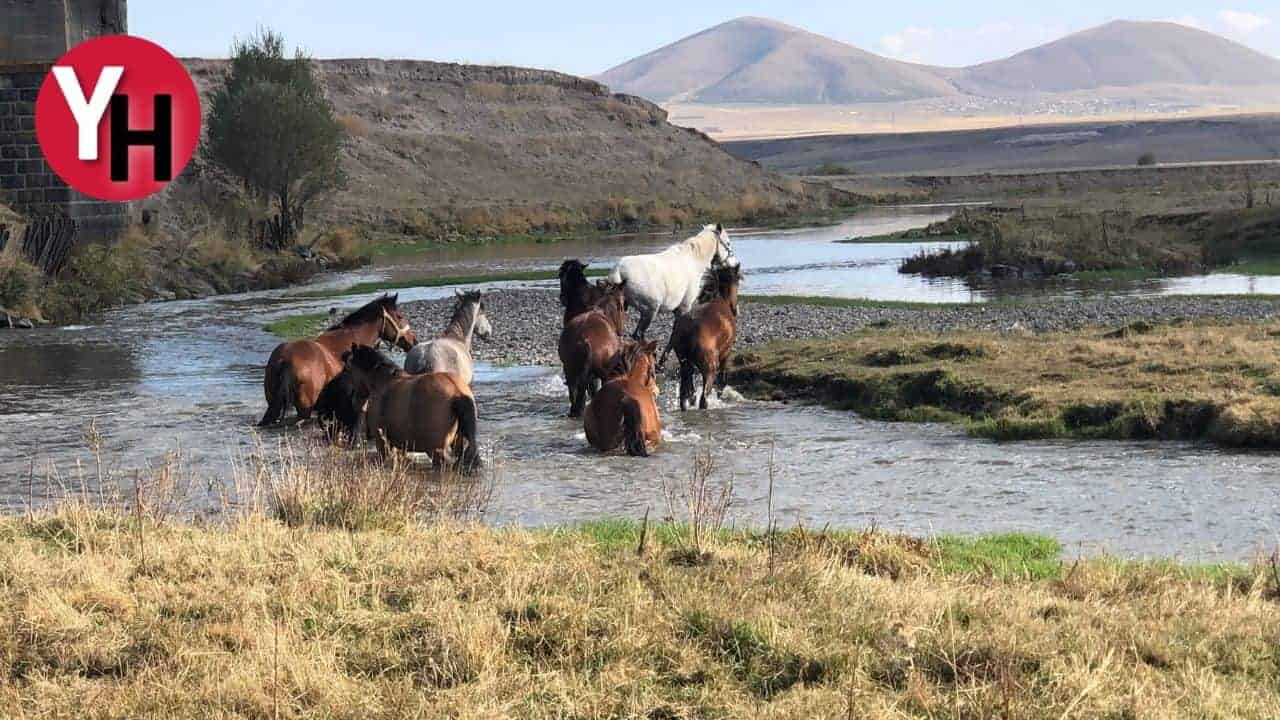 Kars’ta Yılkı Atları Özgürce Doğada