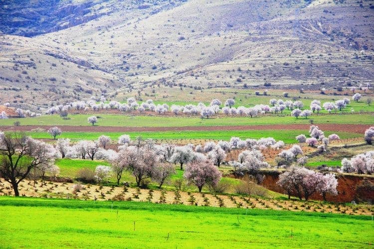 mardin-yesillide-renk-cumbusu.jpg