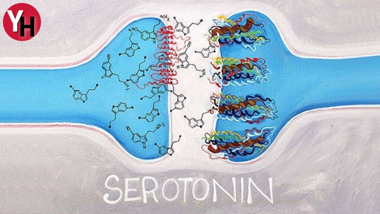 serotonin-hormonu-ve-mutluluk-arasindaki-baglanti.jpg