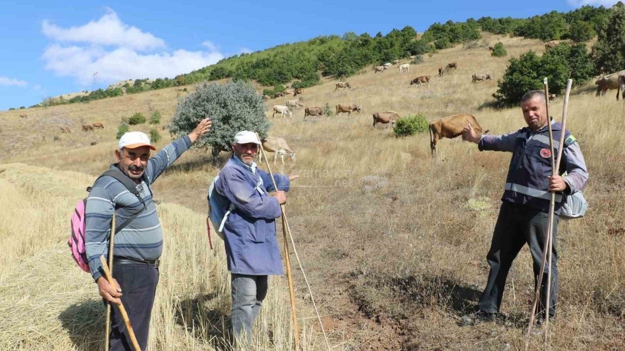 30 Bin TL'lik Maaşla Çoban Bulunamıyor Köylüler Nöbetleşmeyle Hayvanlarını Otlatıyor! (1)